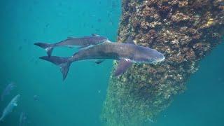 Quick Spearfishing Run Nearshore Oil Rigs || Cobia, Barracuda, Kingfish || Gulf of Mexico