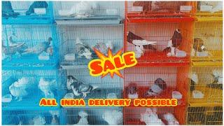 Fancy Kabootar Special || Fancy Pigeon Loft ||Indian Fantail || Kerala Fancy Kabootar ||