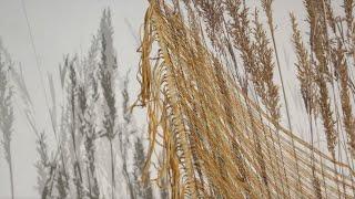 Learning from place: Arts research at the KU Field Station