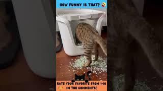  Ultimate Cat Fails Compilation 3 #Shorts  #animalcomedyshorts #felinefunnies