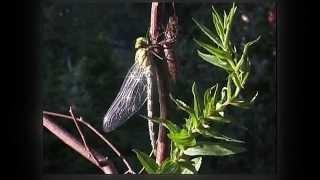 Naturfilm . Die Verwandlung einer Libellenlarve