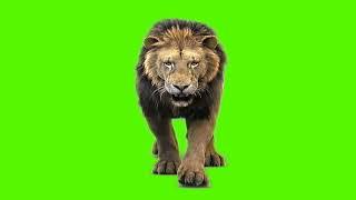 Green screen background  Lion || green screen video || lion green screen || green screen lion