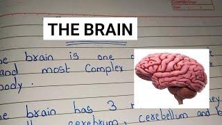 10 Lines on The Brain/ 12 Lines Essay on Brain/ The Brain Essay in english