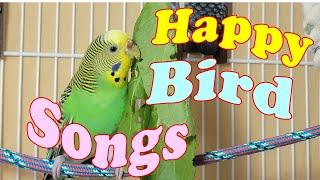 12 Hr Help Quiet Parakeets Sing Playing This, Cute Budgies Chirping. Reduce Stress of lonely Birds