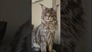 Thor Grows Up! #mainecoon #cat