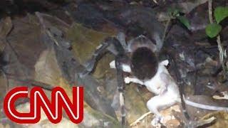 Giant spider surprises scientists, may give you nightmares