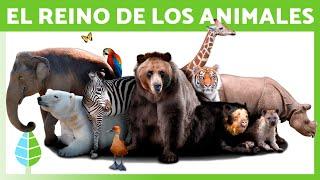 REINO ANIMALIA  (Definición, Características y Clasificación)