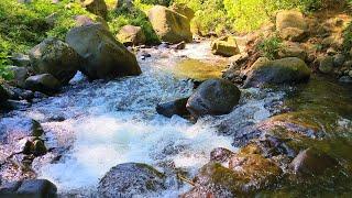 Harmonious Birds Chirping | Beautiful Stream Sounds Lovely Nature Sounds | Cozy Paradise