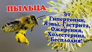 Пыльца пчелиная. Чем полезна, как принимать и свойства. Гипертония, холестерин, простатит