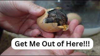 Chicks Hatching - THE MOVIE!
