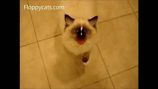 Ragdoll Cats Meowing Compilation - ねこ - ラグドール - Floppycats