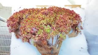 Unboxing 5 Beautiful #aeonium  Crest Imported From Xplant - Korea - Video #55