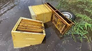 Последствия урагана на пасеке, пчелы погибли