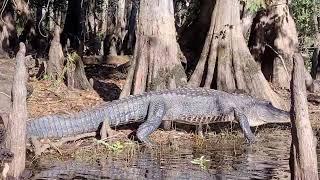 Alligators In Florida's Wilderness