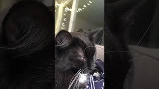 upclose kitty chin scratches #cat  ASMR