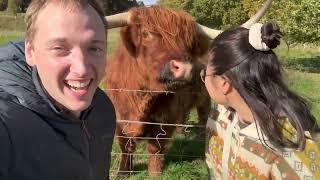 Adorable Highland Cattle! - Speyside, Scotland, UK