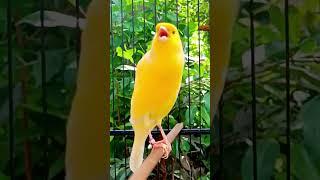 burung kenari gacor #canarysinging #birdsinging #canary #kenari #canario #burungkicau #kicauburung