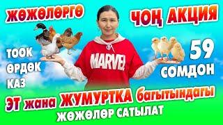 59 сомдон ЖӨЖӨЛӨР сатыка чыкты ~ Жаңы ПОРОДАЛАР келди ~ Өрдөк-каздар, дары-жемдери да бар