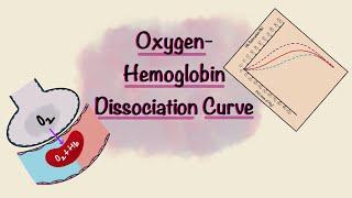 Oxygen Hemoglobin Dissociation Curve | Oxygen transport | Gas Exchange | Respiratory Physiology