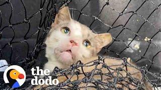 Woman Moves Feral Cat Into Her Bathroom | The Dodo Faith = Restored