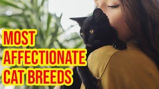 10 Most Affectionate Cat Breeds That Actually Love To Cuddle