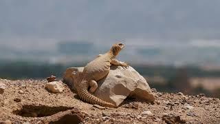 חרדון צב מצוי / Uromastyx aegyptia ) Egyptian spiny-tailed lizard)