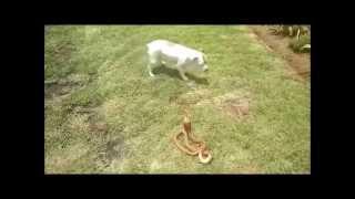 Jack Russell Terrier Kills Cape Cobra Snake