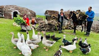 Beautiful Day in the Mountains | Feeding Salt to Cows, Collecting Firewood & Cooking Delicious Dish