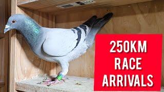 Racing Pigeon Arrivals - 250km Pigeon Race