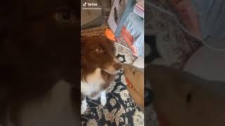 Dog and its Shark Toy TikTok: howlandnova_thecollies