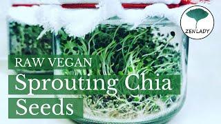 Sprouting Chia Seeds. Raw Vegan basics. ロービーガン Zenlady 出芽. 発芽チーア種子 טבעונאי roh vegan