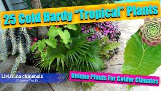 Cold Hardy Tropical Plants / Unique Plants For Cold Climates 2023