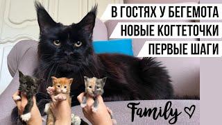 Бегемот чёрный мейнкун, папа котят! Новые когтеточки для кошек. Первые шаги котят мейн кунов. VLOG#2