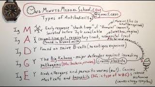 Antibody Types - One Minute Medical School