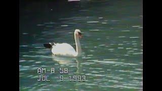 1993 Swans In VHS - Analog Aesthetic Stock Footage