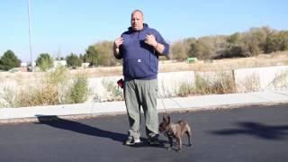 Transformations- How to Train an Aggressive French Bulldog- Online Video Training