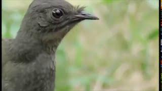 Beautiful bird song