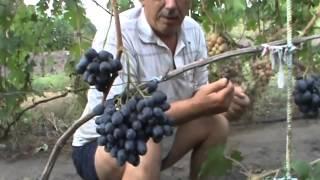 Гибридные формы  винограда  Бурдак  Александр  Васильевич