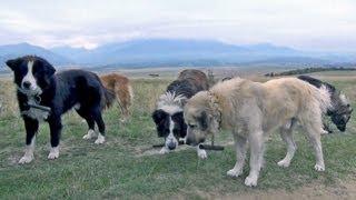 A Conversation With Romanian Sheepdogs Guard Dogs - Wolf Killers