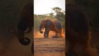 Elephant || #nature #best #shorts #youtubeshorts #animalshorts #elephant