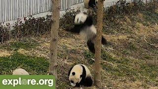 HILARIOUS! Panda FALLS From Tree - Livecam Bloopers