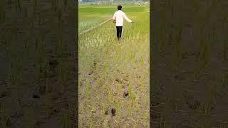 khet me khad chitte hue ️#youtubeshorts #trending #viral #automobile