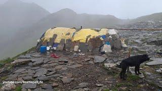 Naturally Peaceful And Relaxing Himalayan Sheep Shepherd Life in Rainy Season | Rural Life Nepal |