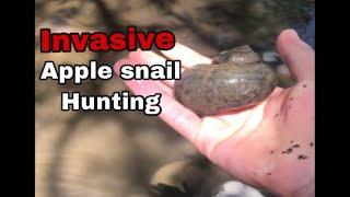 Invasive Apple Snail Hunting Part 2!