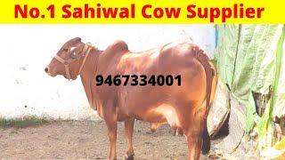 Sahiwal cow supplier in Tamilnadu