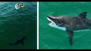 My Favorite Great White Shark Encounters Filmed...So Far