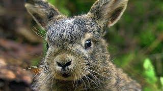 Заяц-русак (Lepus europaeus) | Film Studio Aves