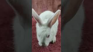 overly cute rabbit#subscribe #song #shortvideo #shorts #short #trending #trend #viralvideo #funny#yt