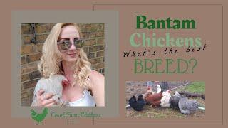 Bantam Chicken Breeds - Pekin, Silkie, Frizzle, Dutch, Belgian D'Uccle and Pilkie