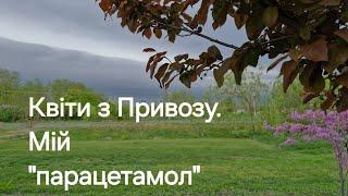 Мій "парацетамол" з Привозу...Квіти-наші ліки.